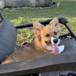Pembroke Welsh Corgi Puppies from Brazos Corgis