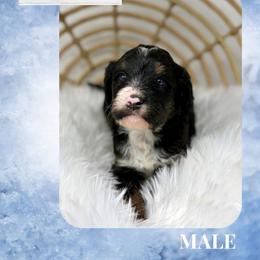 Monte - Tri-color male Bernedoodle puppy in Sterling, Colorado from North 40 Doodles