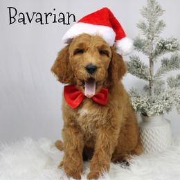 Bavarian - Red  male Goldendoodle puppy in Casa Grande, Arizona from AzDoodle Dandies