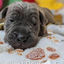 Gray collar: Rain - Gray female Cane Corso puppy in Franktown, Colorado from Earth and Ship Cane Corso