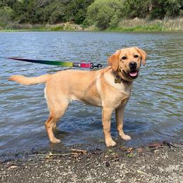 Labrador Retrievers from Battleborn Labradors