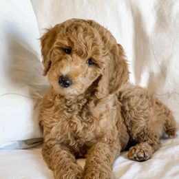 Daffy - Poodle