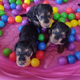 Airedale Terrier Puppies from Zinful Airedales