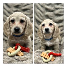 Dachshund Puppies from McJazzin Doxies