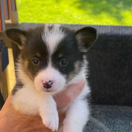 Boy 1 - Black and tan male Pembroke Welsh Corgi puppy in Nevada, Iowa from Rogers AKC Corgis of Iowa.