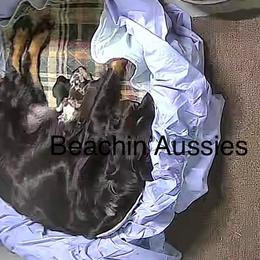 Red Merle Female - Red merle female Australian Shepherd puppy in Archie, Missouri from Beachin' Aussies