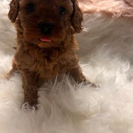 Colette - Red female Cavapoo puppy in Fairmont, West Virginia from Robin Nelson