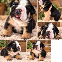 Harvey ( Batman - Black tri-color male Bulldog puppy in Seattle, Washington from mama Myra bulldogs