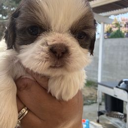 Girl 1 - Liver and white female Shih Tzu puppy in Bakersfield, California from Little pumpkin Shih Tzu’s