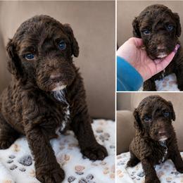 Hershey, Tan Collar - Phantom male Goldendoodle puppy in Delphos, Ohio from Route 66 Poodles & Doodles, Sapphire Shih-tzu's of Ohio