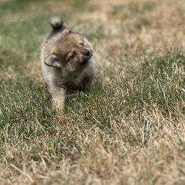 Durk - Wolf sable male Pomsky puppy in Shoreline, Washington from SeattlePomskies