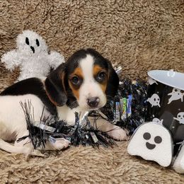 Australian Cattle Dogs and Beagles from McMillan Family Kennels