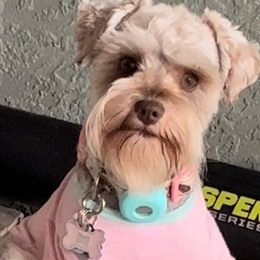 Luna - Miniature Schnauzer