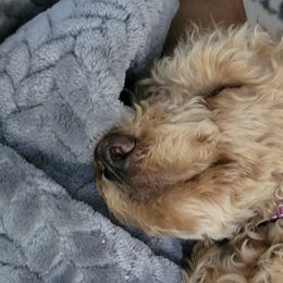 Assorted Doodle Crosses from Mini Doodle Dandies