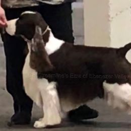 Johnny - English Springer Spaniel