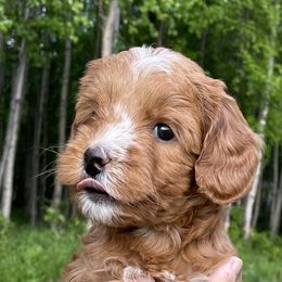 Australian Labradoodle Puppies from Lazy Mountain Labradoodles