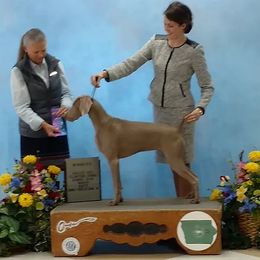 Weimaraners from Shining Camo Weimaraners