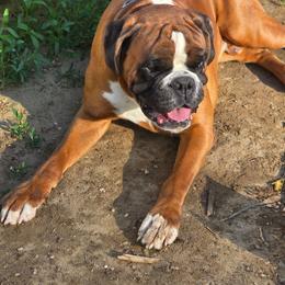 Eron - Boxer