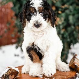 "Kale" Bearded Retriever, Bernedoodle, and Poodle Puppies from Doodle Belle Puppy