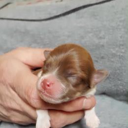Girl 1 - Chocolate parti female Pomeranian puppy in Tulsa County, Oklahoma from CP Kennels