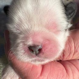 LG3 - Gold and white female Shih Tzu puppy in Madras, Oregon from Maridee’s ShihTzu
