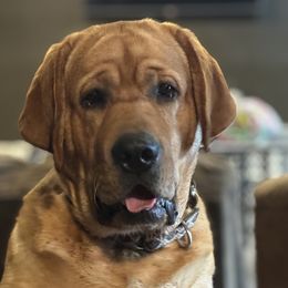 Gab - Labrador Retriever