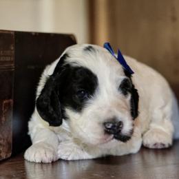 Snoopy ( Blue collar) - Black and chalk male Australian Labradoodle puppy in Milton, North Carolina from Good Day Doodles