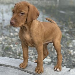 Vizsla puppies from Parker Ranch