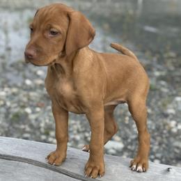 Vizsla puppies from Parker Ranch