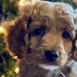 Aussiedoodles, Cockapoos, and Havapoos from Kaitlen Wood