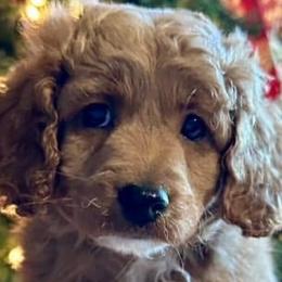 Aussiedoodles, Cockapoos, and Havapoos from Kaitlen Wood