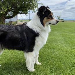 Niki - Australian Shepherd