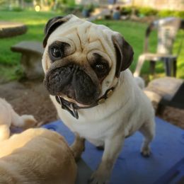 Pugs from Helen's Pugs