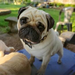 Pugs from Helen's Pugs
