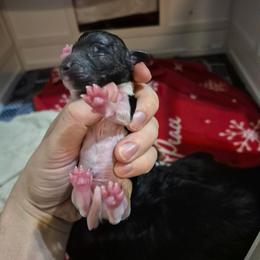 Ruddy - Piebald male Dachshund puppy in Mountain Home, Idaho from Desert Wind Dachshunds