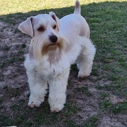 Stella - Miniature Schnauzer