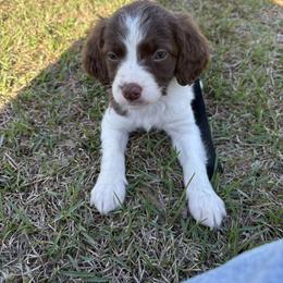 Buckshot - Liver and white male Brittany puppy in Adairsville, Georgia from Rocking L Farms