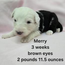 Merry - Gray and white female Old English Sheepdog puppy in Sutherlin, Oregon from Sapphire Eyes Sheepdogs