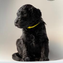 Azriel - Black male Poodle puppy in Spring Hills, Florida from The Olympus Standard Poodle