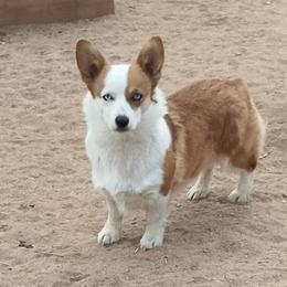 Chloe - Pembroke Welsh Corgi