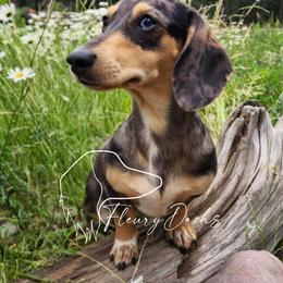 Wally - Dachshund