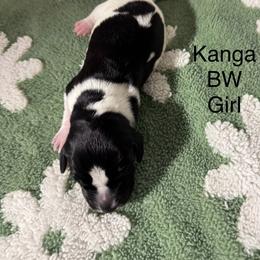 Kanga - Black and white female German Shorthaired Pointer puppy in Aitkin, Minnesota from Whispering’s GunDogs