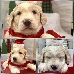 Cedar - Cream male Goldendoodle puppy in Tennessee from Middle Tennessee Golden Doodles