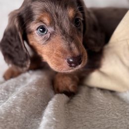 Slate - Dapple male Dachshund puppy in Bentonville, Arkansas from T & D Dachshunds by design