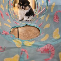 Pomeranian Puppies from Rebecca Mendoza