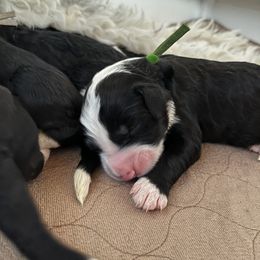 Old English Sheepdog and Sheepadoodle Puppies from Doodlefolk