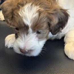 Yellow Collar Girl - Brown and white female Bernedoodle puppy in Colorado Springs, Colorado from Pikes Peak Doodles
