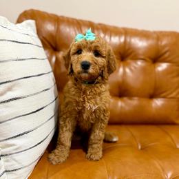 Clover - Red  female Goldendoodle puppy in Orangevale, California from Ugly Dad Doodles