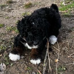 Pink Moon - Tri-color female Bernedoodle puppy in Henrico, Virginia from Paws 4 Doodles, LLC