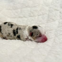Sinai - Red merle male Toy Australian Shepherd puppy in Inola, Oklahoma from Blue Stem Companions
